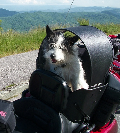 Dog Gone Kaysey seat